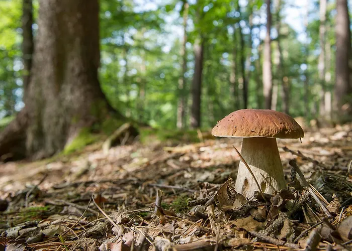 The Fox By Interhome Zlobin